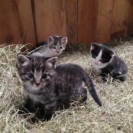 Alloggio per agriturismo Biobauernhof Kleinummerstall Mittersill