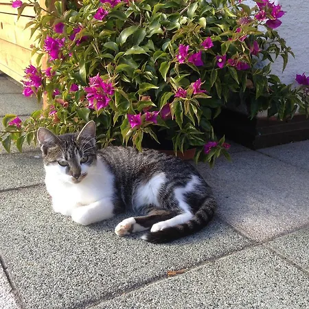 Biobauernhof Kleinummerstall 팜스테이 미테르질