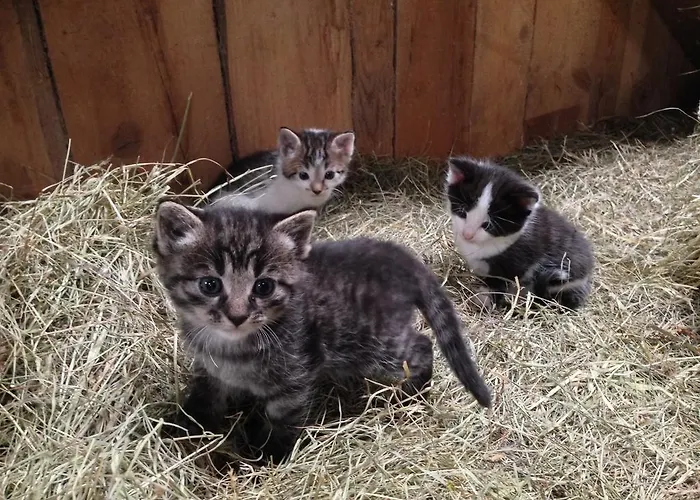 مزرعة للإقامة بيوباورنهوف كلاينميرستال ميترسل